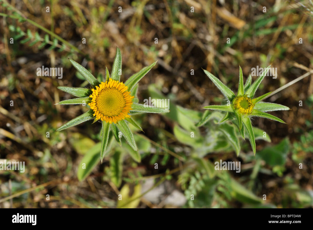 Stachelige Hahnenfußgewächse - stacheligen Berufkraut - stacheligen goldene Sterne (Pallenis Spinosa - Asteriscus Spinosus) blühen im Sommer Stockfoto