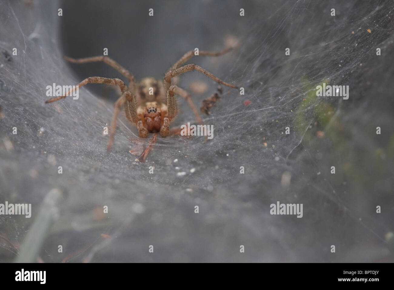 Spinne sitzt in seinem Tunnel, wartet auf sein Opfer. Stockfoto