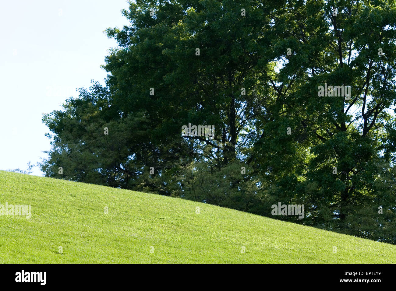 Grüner Rasen und Baum für Hintergrund Stockfoto