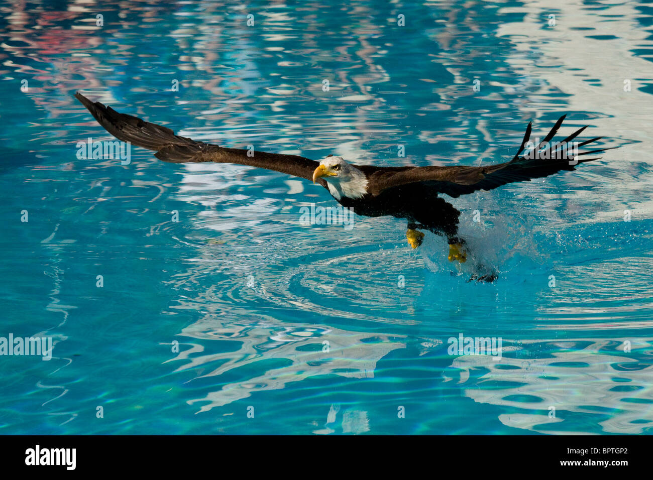 Weißkopf-Seeadler Stockfoto