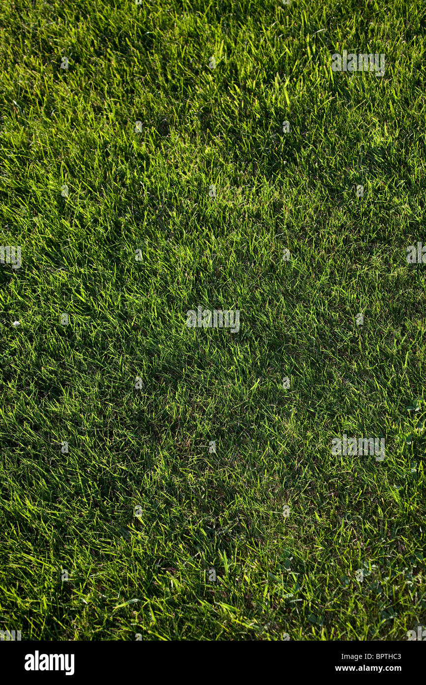 grüner Rasen für Nutzung im Hintergrund Stockfoto
