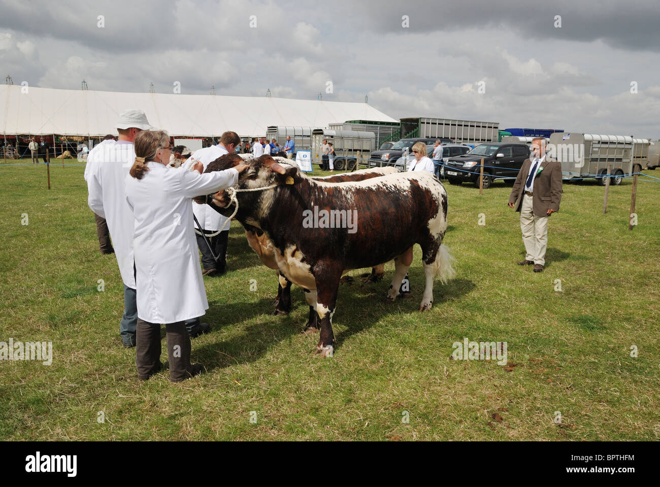 Ein Richter Inspektion einer langen Hörnern Kuh auf der Heckington, Lincolnshire, England Stockfoto