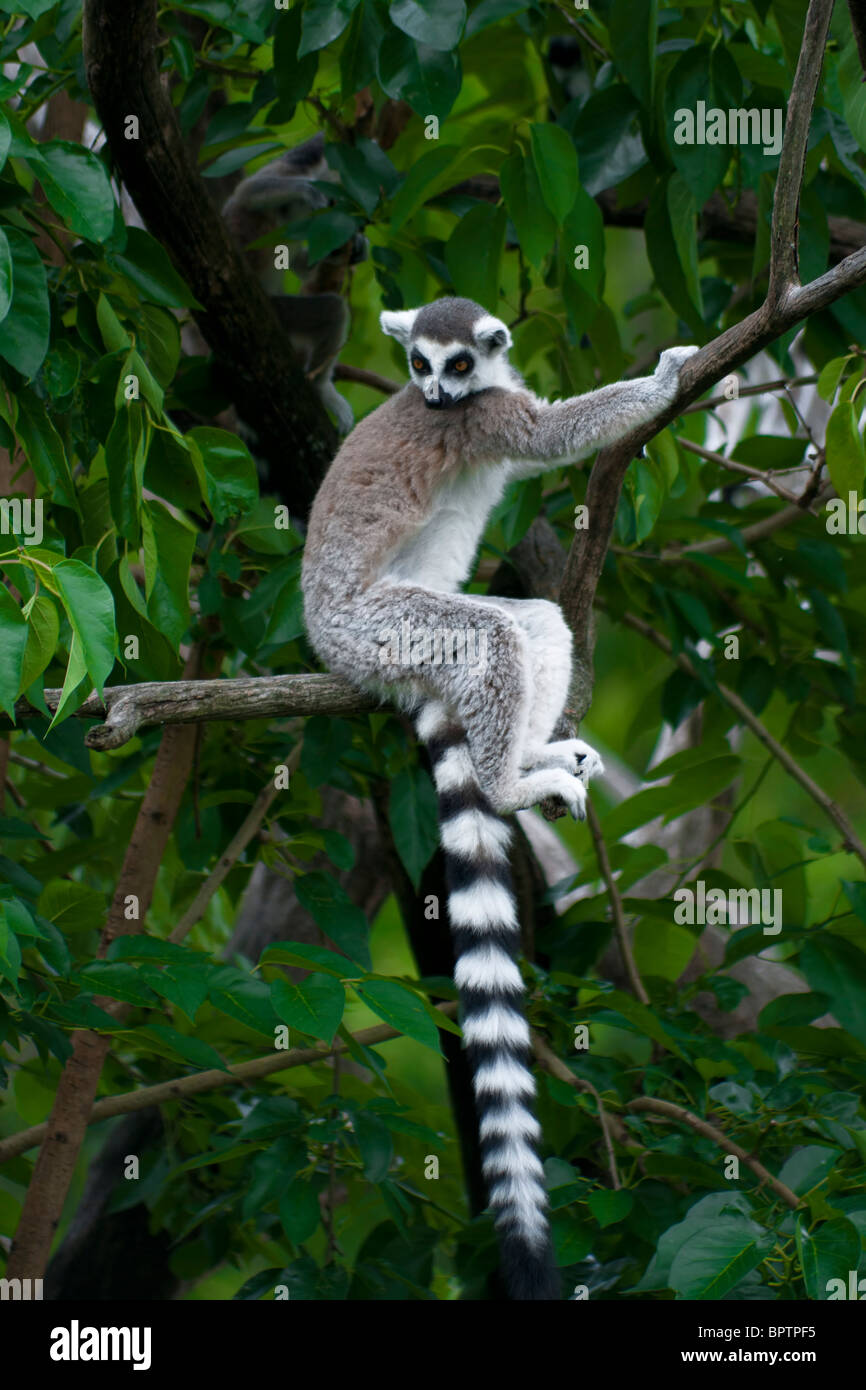 Die Ring-tailed Lemuren (Lemur Catta) Stockfoto