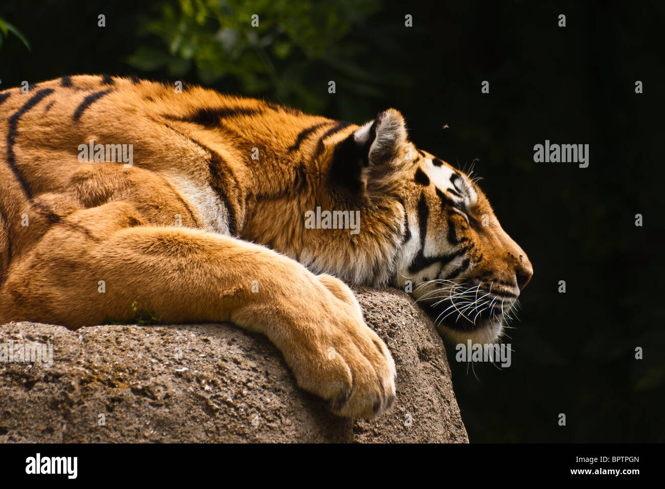 Pak belang Fotos und Bildmaterial in hoher Auflösung Alamy