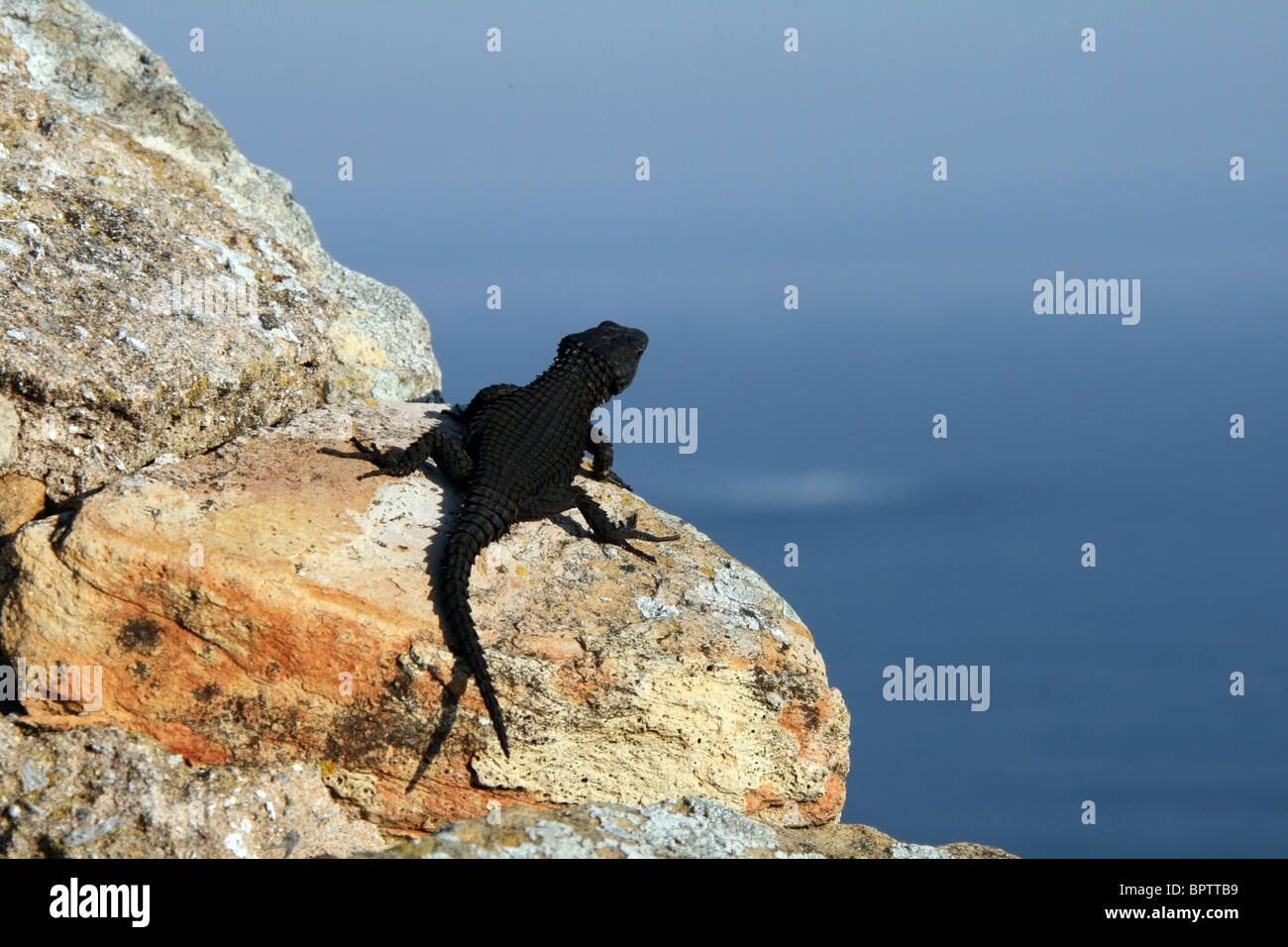 Eidechse auf südafrikanischen Küste Felsen Stockfoto