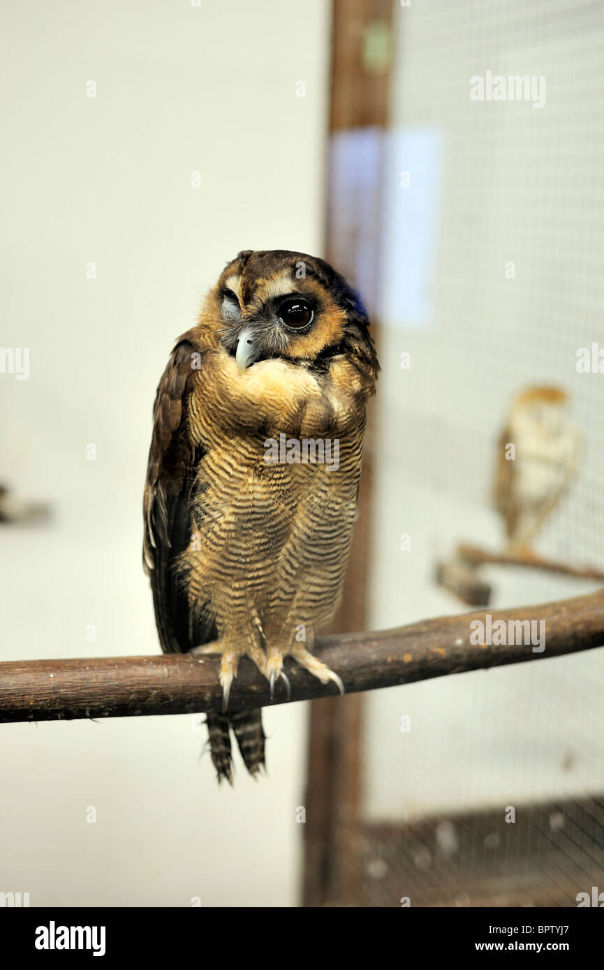 Braunes Holz Eule, Strix leptogrammica Stockfoto
