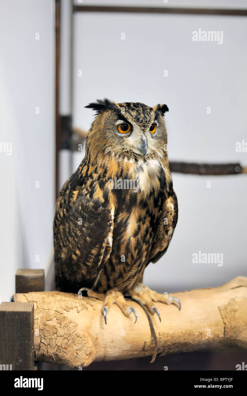 Spotted Eagle Owl, Bubo africanus Stockfoto