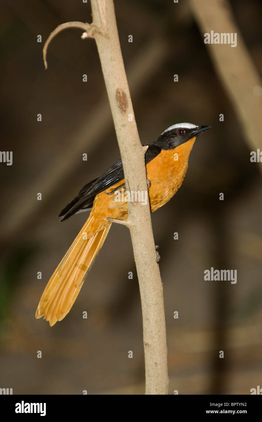White-crowned Robin-Chat (Cossypha Albicapilla), Abuko Nature Reserve, Gambia Stockfoto