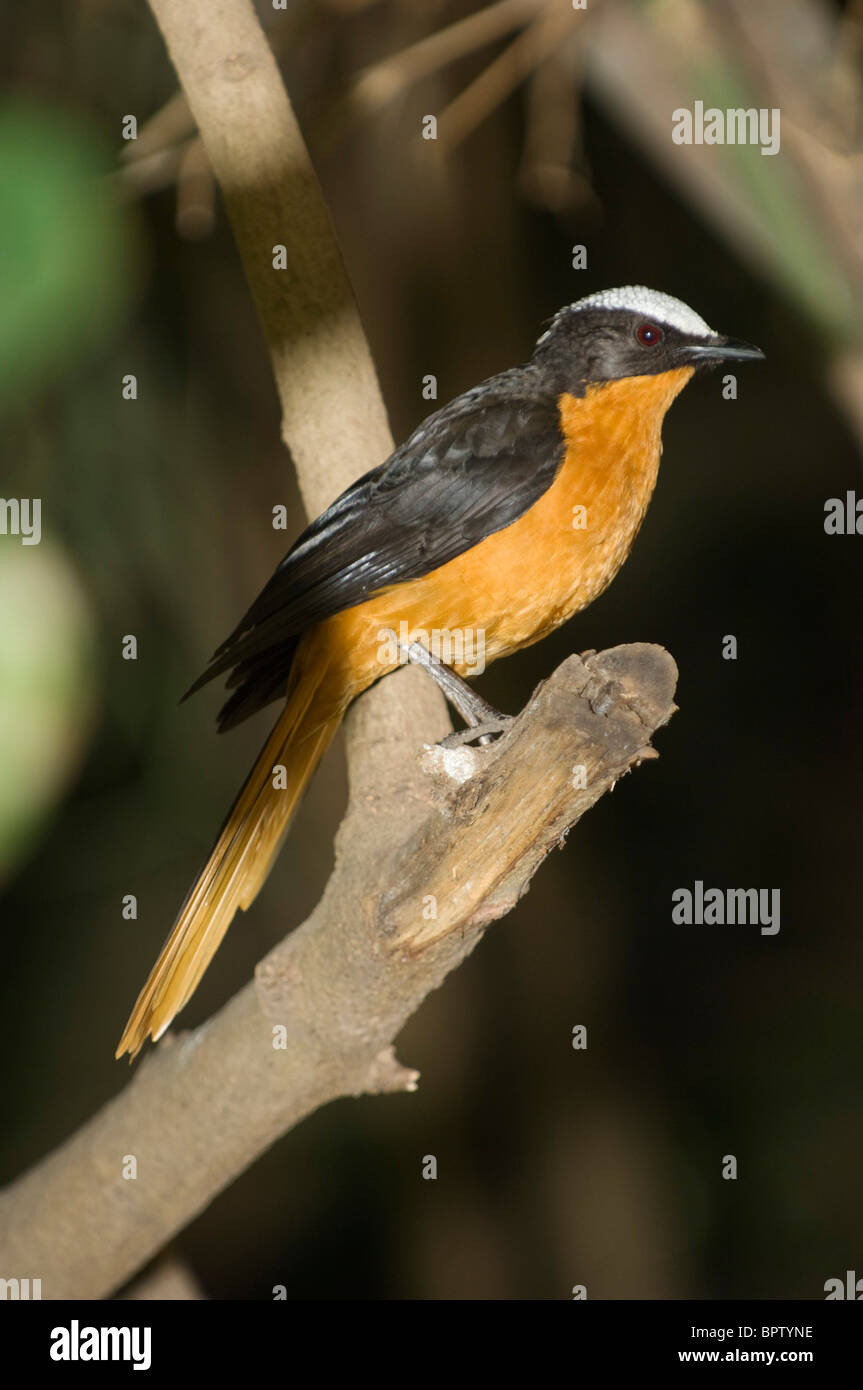 White-crowned Robin-Chat (Cossypha Albicapilla), Abuko Nature Reserve, Gambia Stockfoto