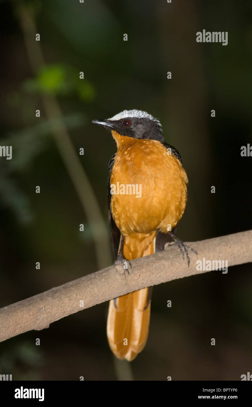 White-crowned Robin-Chat (Cossypha Albicapilla), Abuko Nature Reserve, Gambia Stockfoto