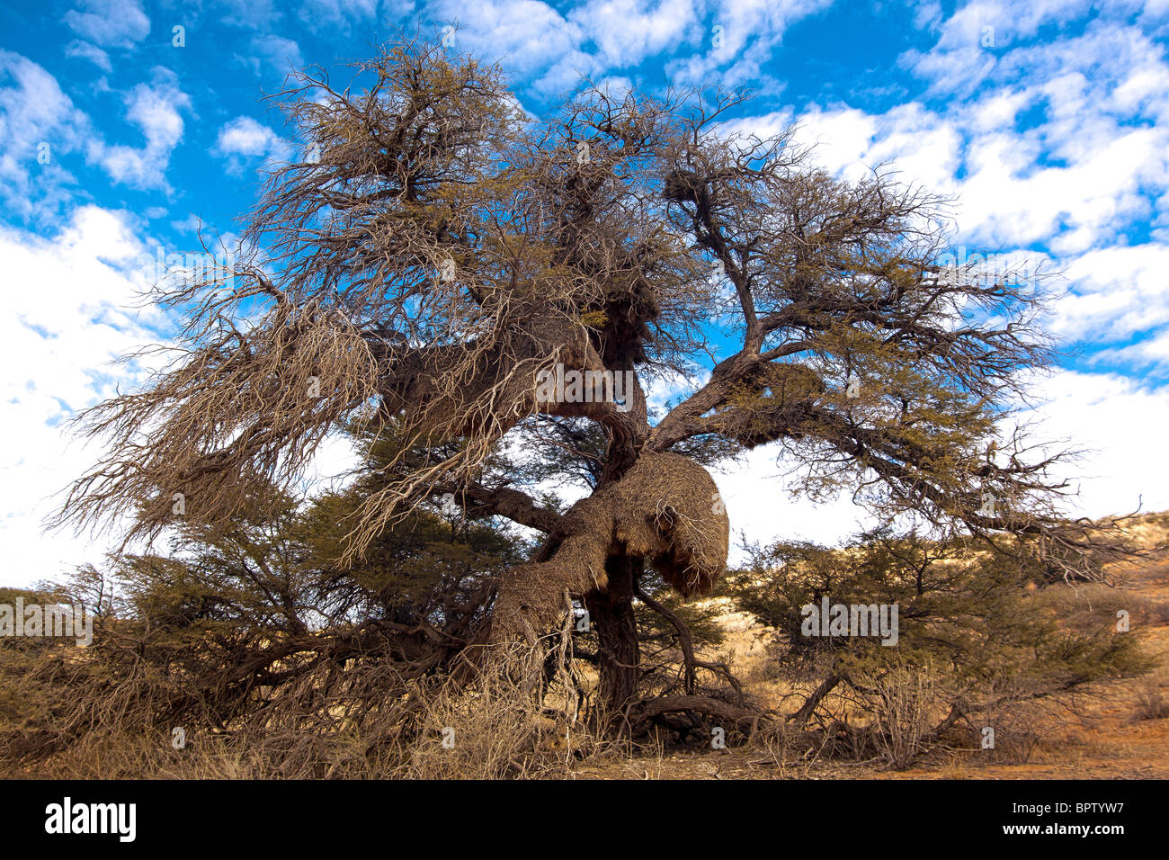 Soziale Weaver Vögel nisten in einem Baum im Kgalagadi Transfrontier National Park in Südafrika und Botswana Stockfoto