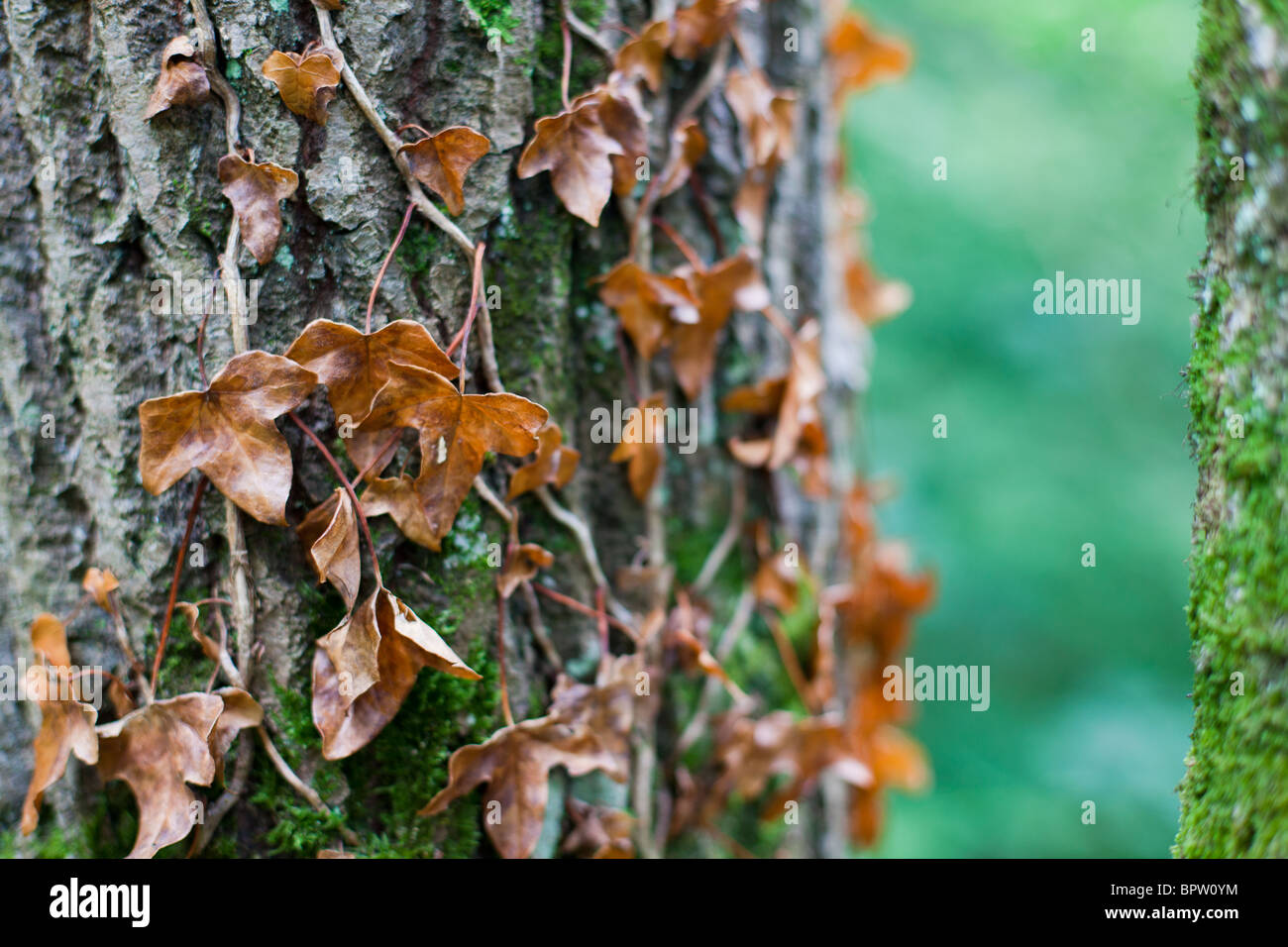 Toter efeu -Fotos und -Bildmaterial in hoher Auflsung  Alamy