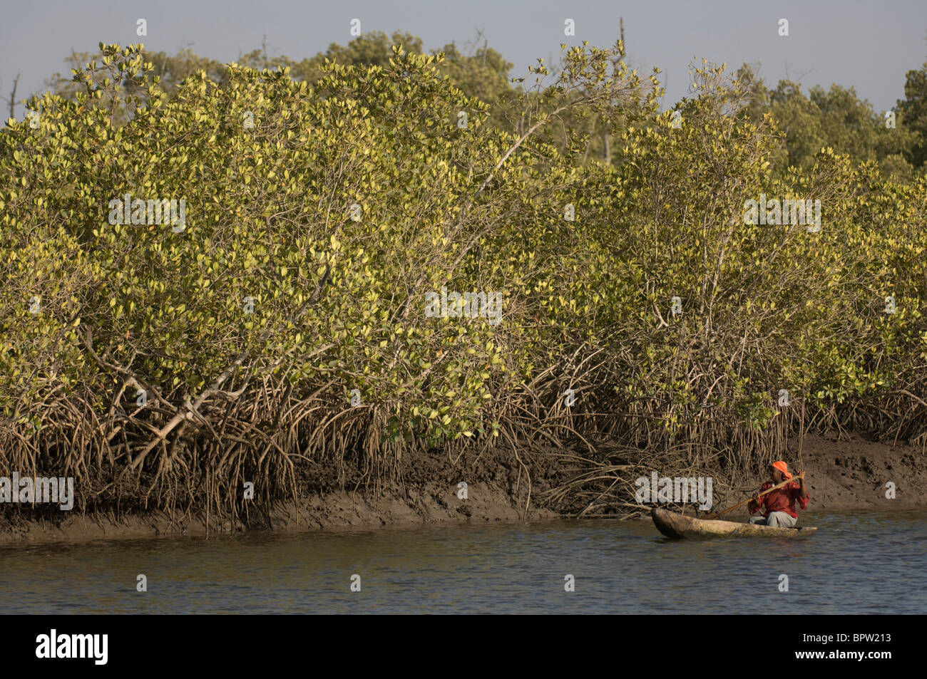 Frau paddeln ein Einbaum entlang der Mangroven auf den Fluss Gambia Gambia Stockfoto