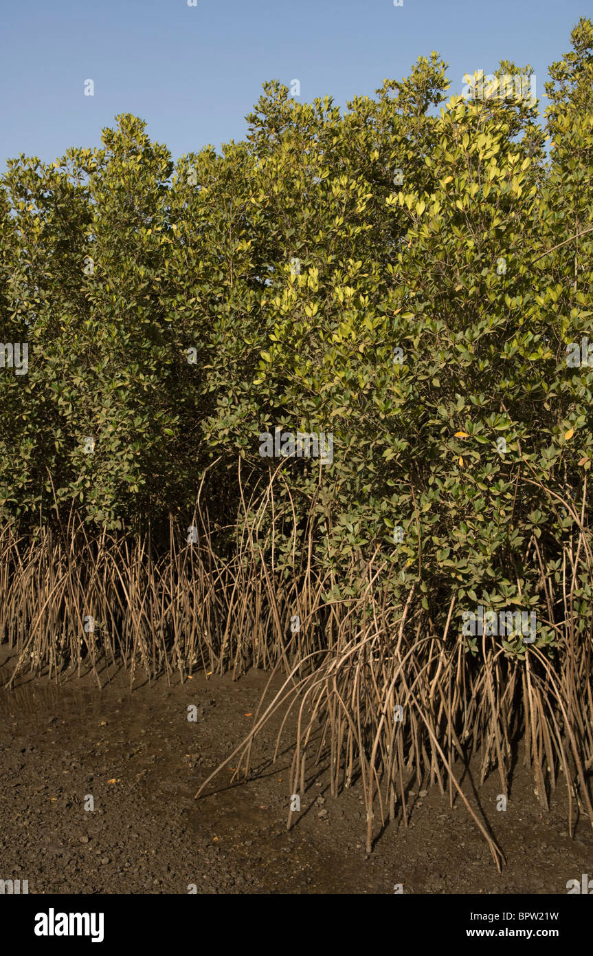 Mangroven in den Fluss Gambia Gambia Stockfoto
