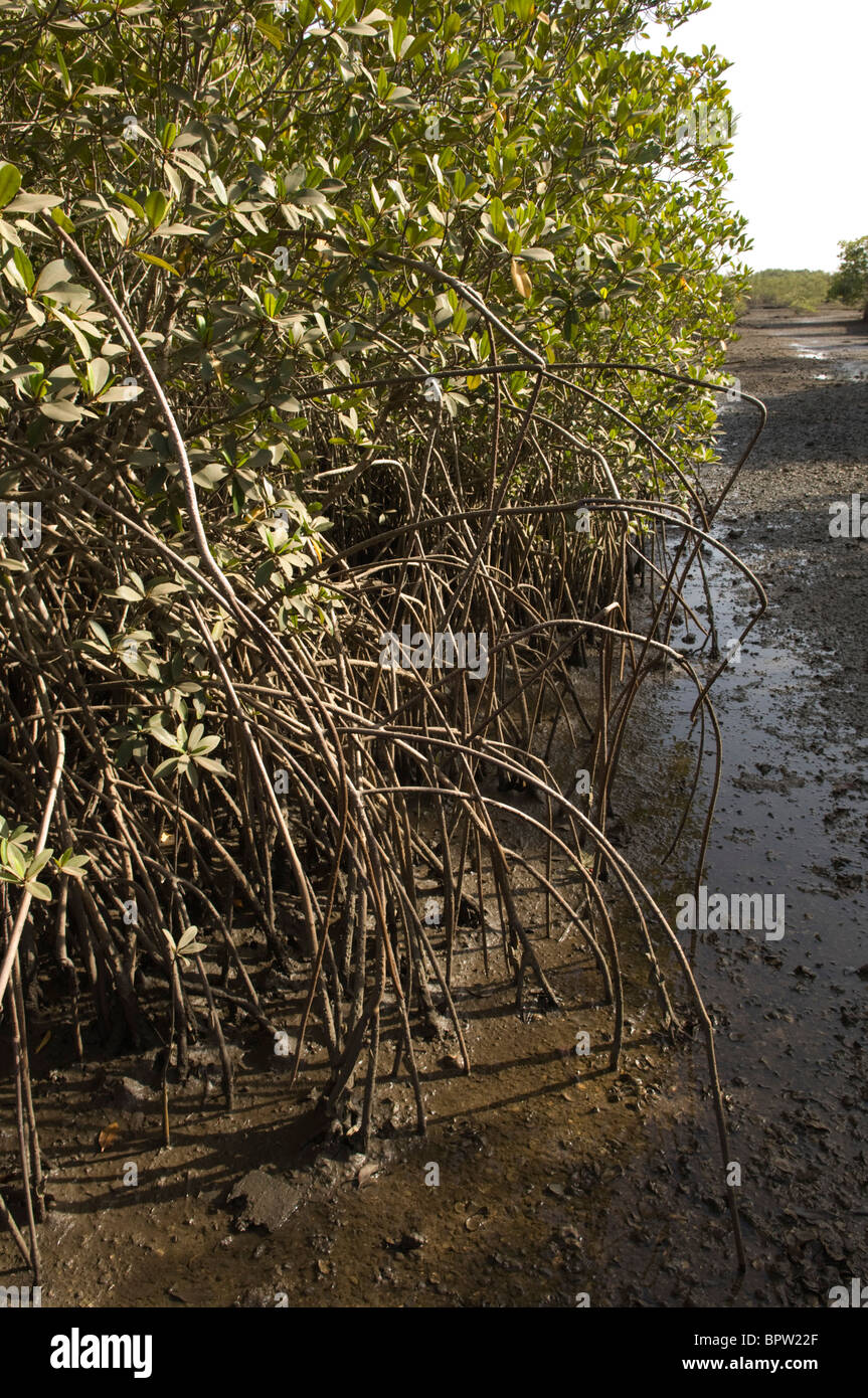 Mangroven in den Fluss Gambia Gambia Stockfoto