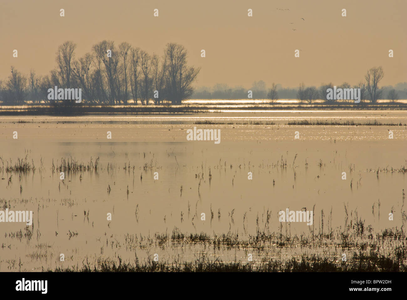 Hochwasser in Sutton Gault auf der Ouse wäscht, Cambridgeshire, England.  Aufgenommen im Februar Stockfoto