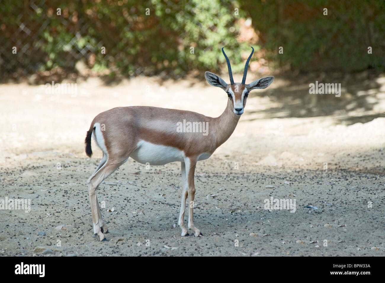 Nahaufnahme eines Dorcas Gazelle in die Kamera schaut Stockfoto