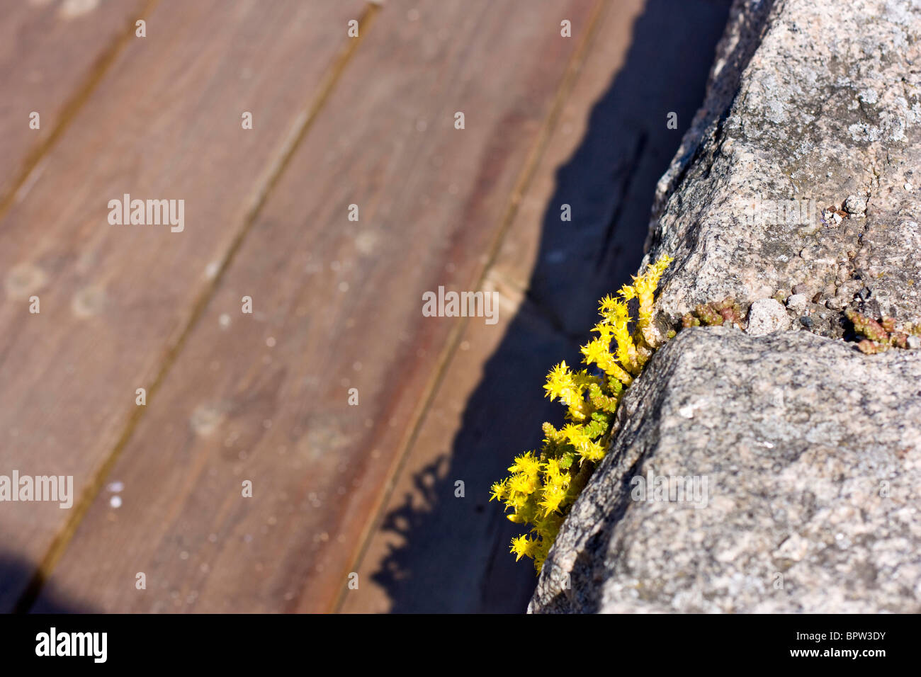 Goldmoss Mauerpfeffer (Sedum Acre) wächst auf einem Felsen in Asgardstrand, Norwegen. Stockfoto