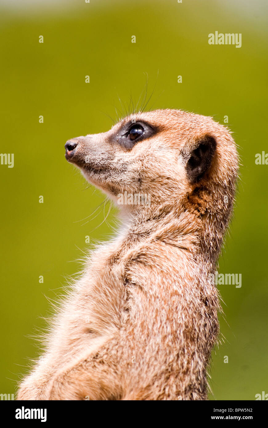 Erdmännchen (Suricata Suricatta) Stockfoto