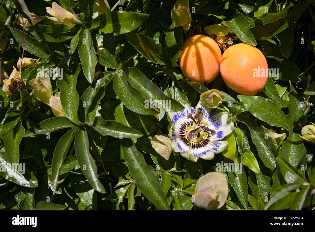 Passionsblume mit Blumen und Früchten (Passiflora Caerulea). Stockfoto