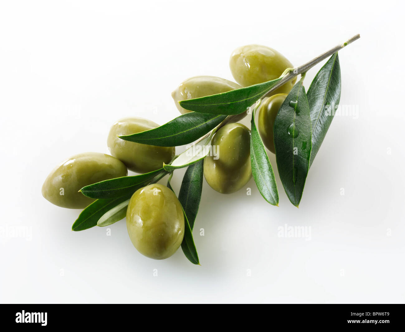 Frische grüne Oliven der Königin auf eine Olive Zweig Fotos, Bilder & Bilder. Vor weißem Hintergrund ausschneiden Stockfoto