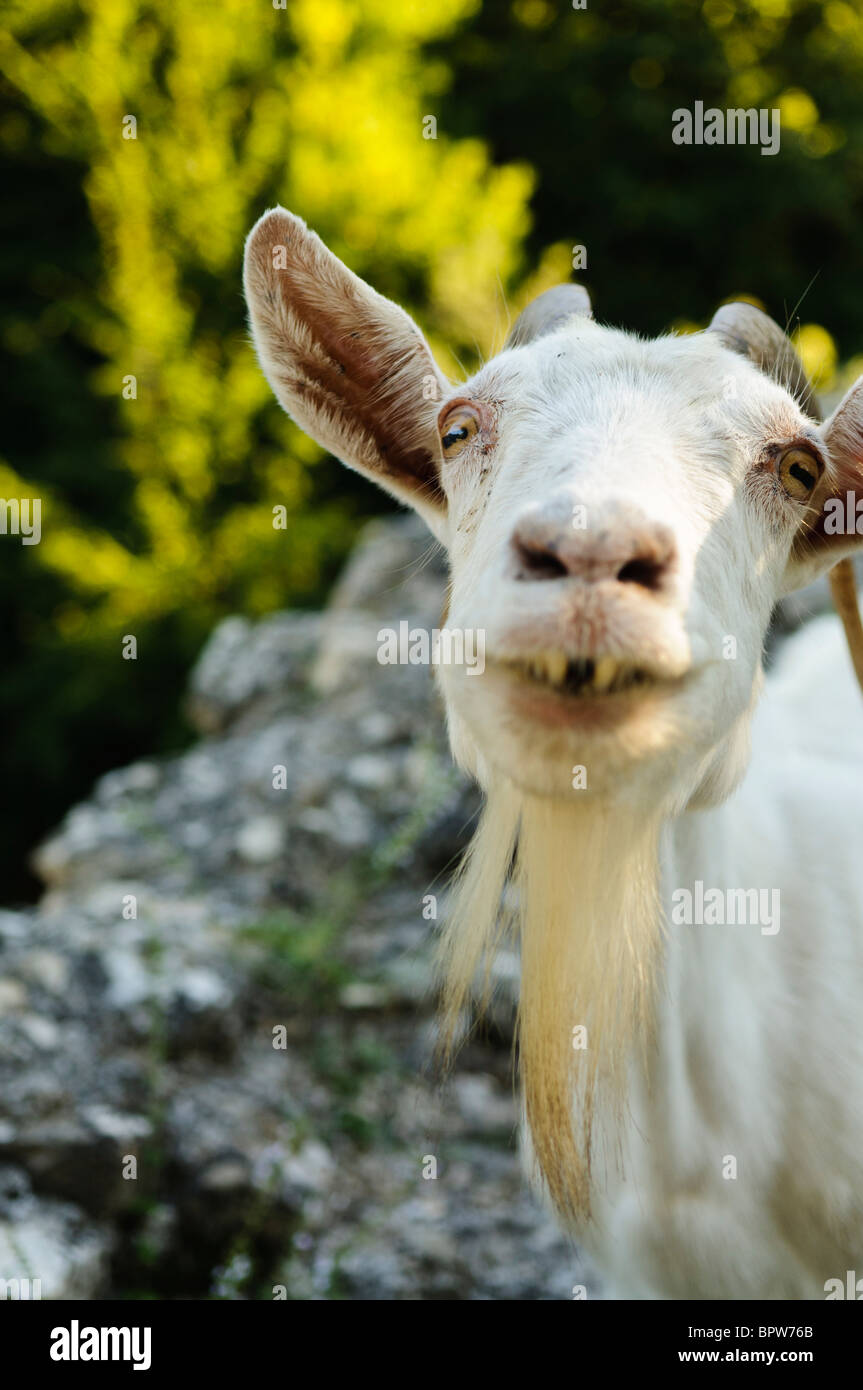 Weibliche Bergziege Stockfoto