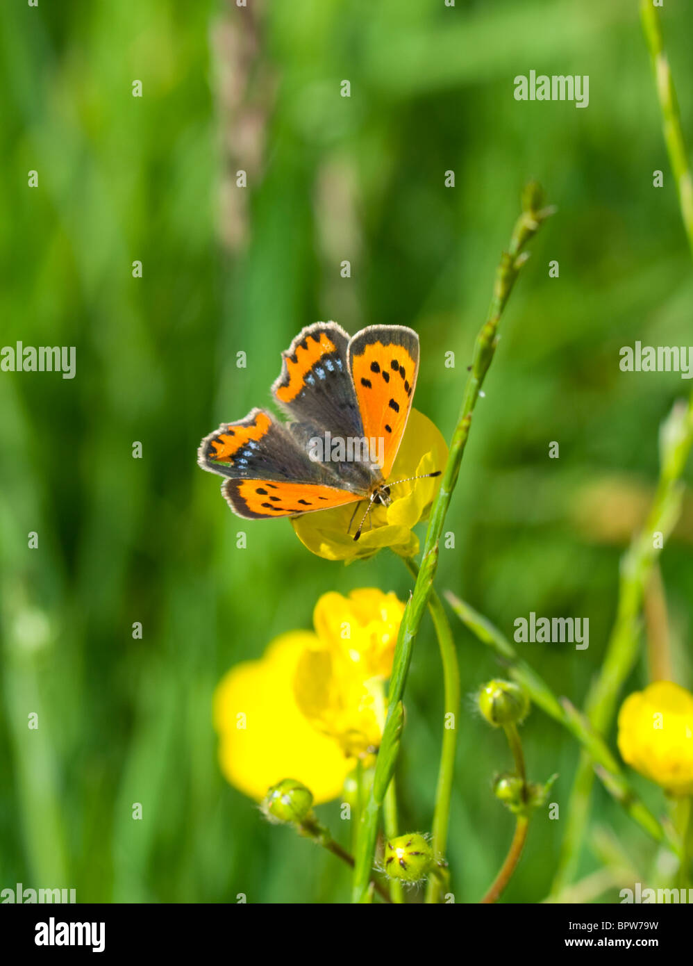 Kleine Kupfer Schmetterling (Lycaena Phlaeas), Frankreich Stockfoto