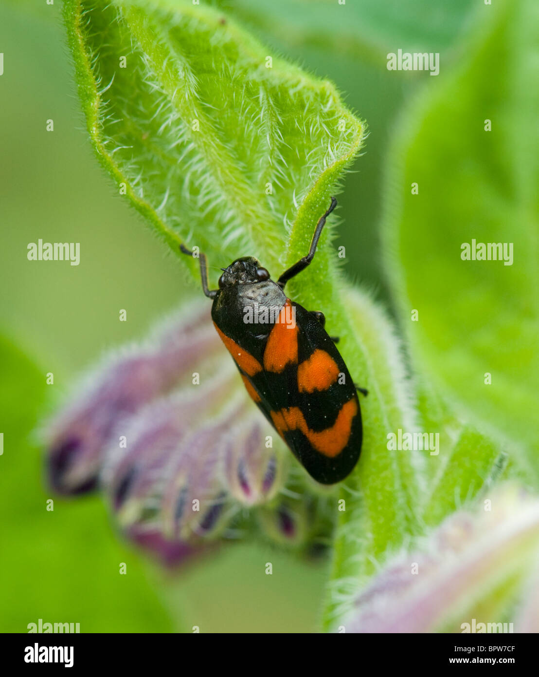 Blutzikade (Cercopis Vulnerata), Frankreich Stockfoto