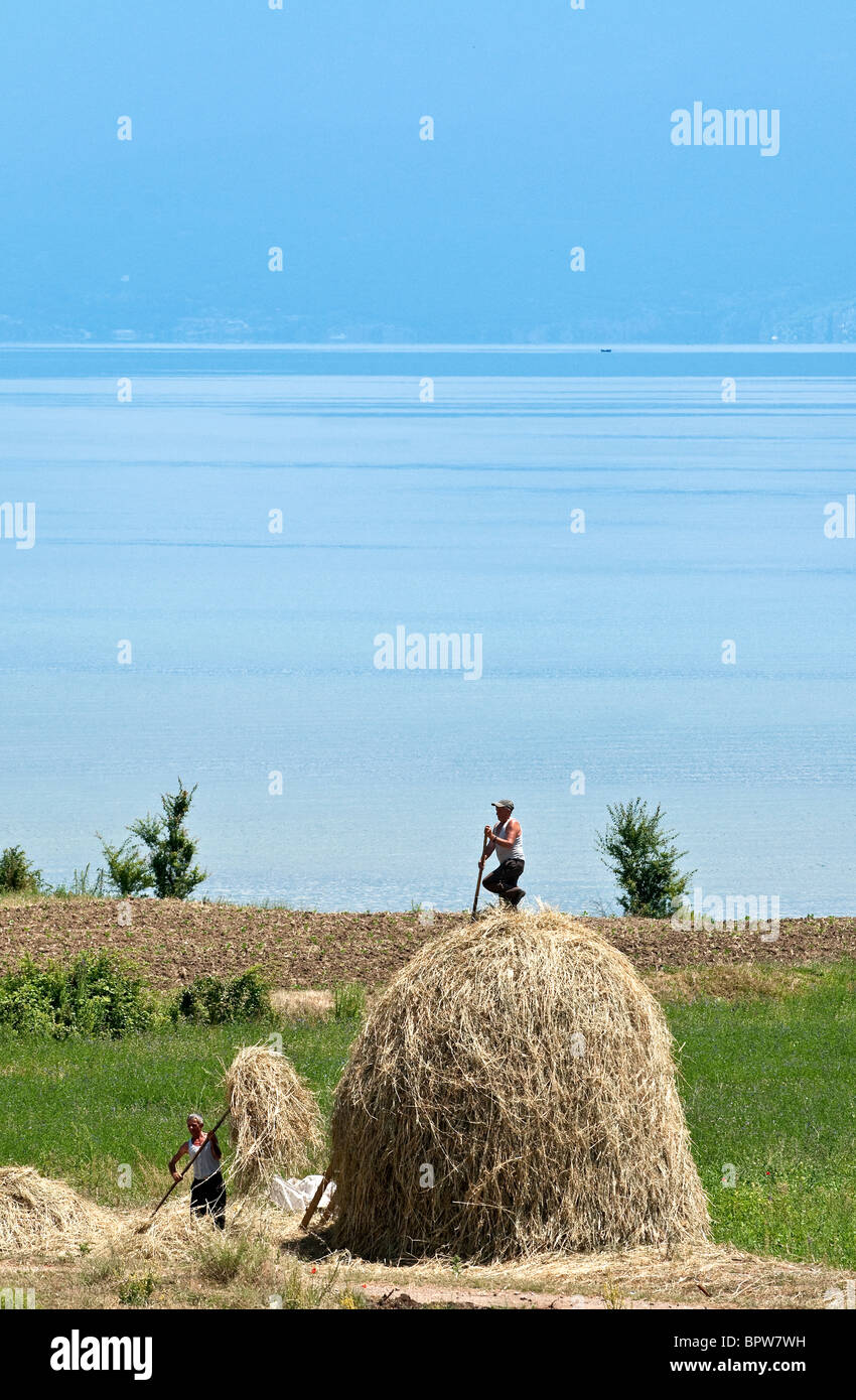 Bauern bauen Heuhaufen am Ufer des Ohrid-Sees in der Nähe von Pogradeci, Süd-Ost-Albanien. Stockfoto