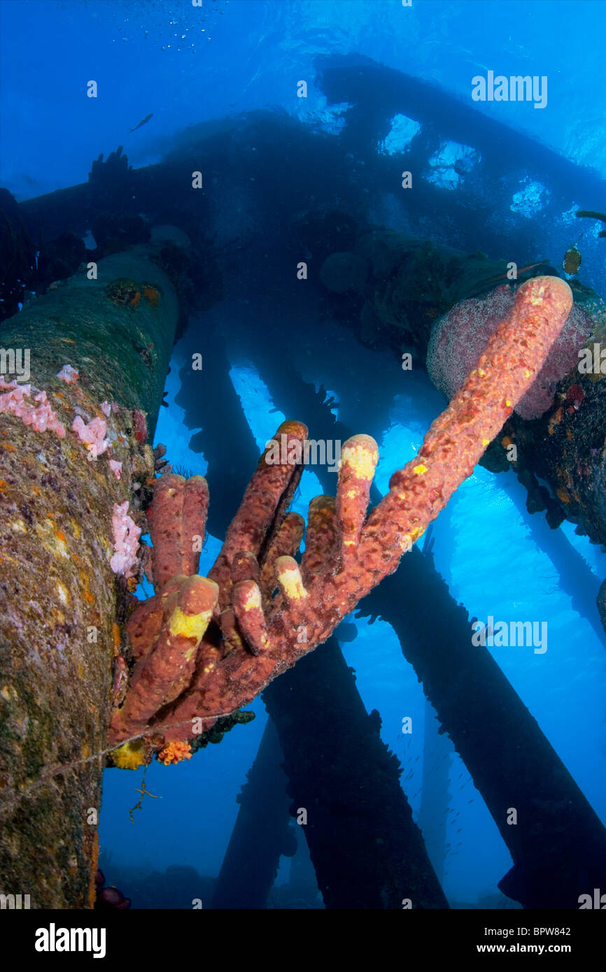 Unterwasser-Bilder bilden Bonaire Niederländische Antillen Stockfoto