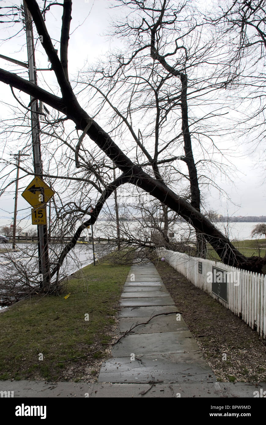 umgestürzten Baum von Wind Schäden Wölbung über dem Bürgersteig nach einem März-Sturm Stockfoto