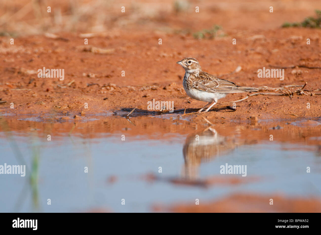 kommen zu trinken aus einem Wasserloch in der zentralen spanischen Steppen im Sommer. Stockfoto