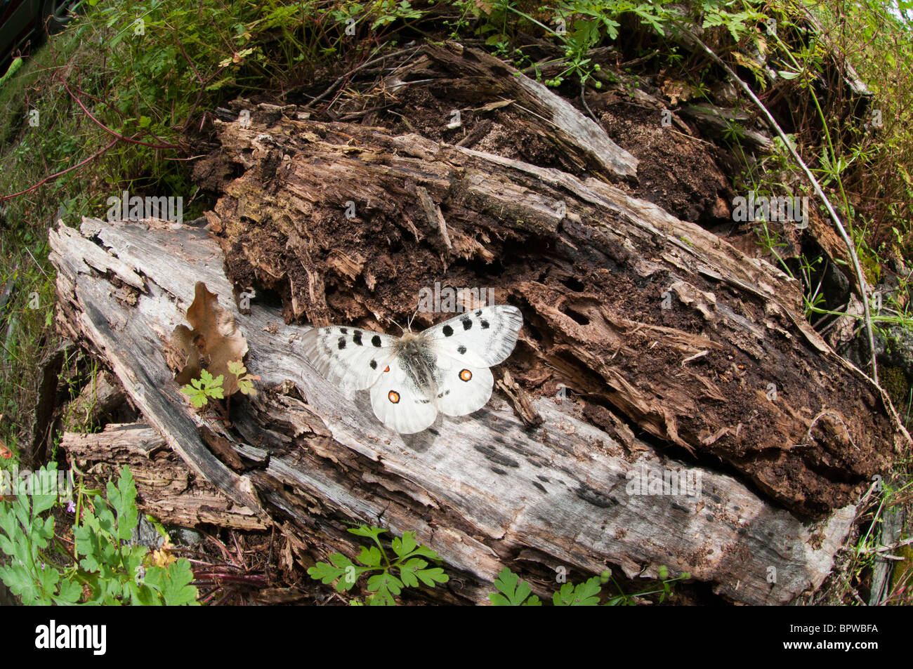 Parnassius apollo ist in Südeuropa auf Hochgebirgsgebiete beschränkt, vor allem in den Pyrenäen, wo es am Ende der Eiszeit begrenzt wurde. Es ist eine große, glänzende, durchscheinende und freundliche Art mit einem sehr ausgeprägten Flugverhalten. Stockfoto