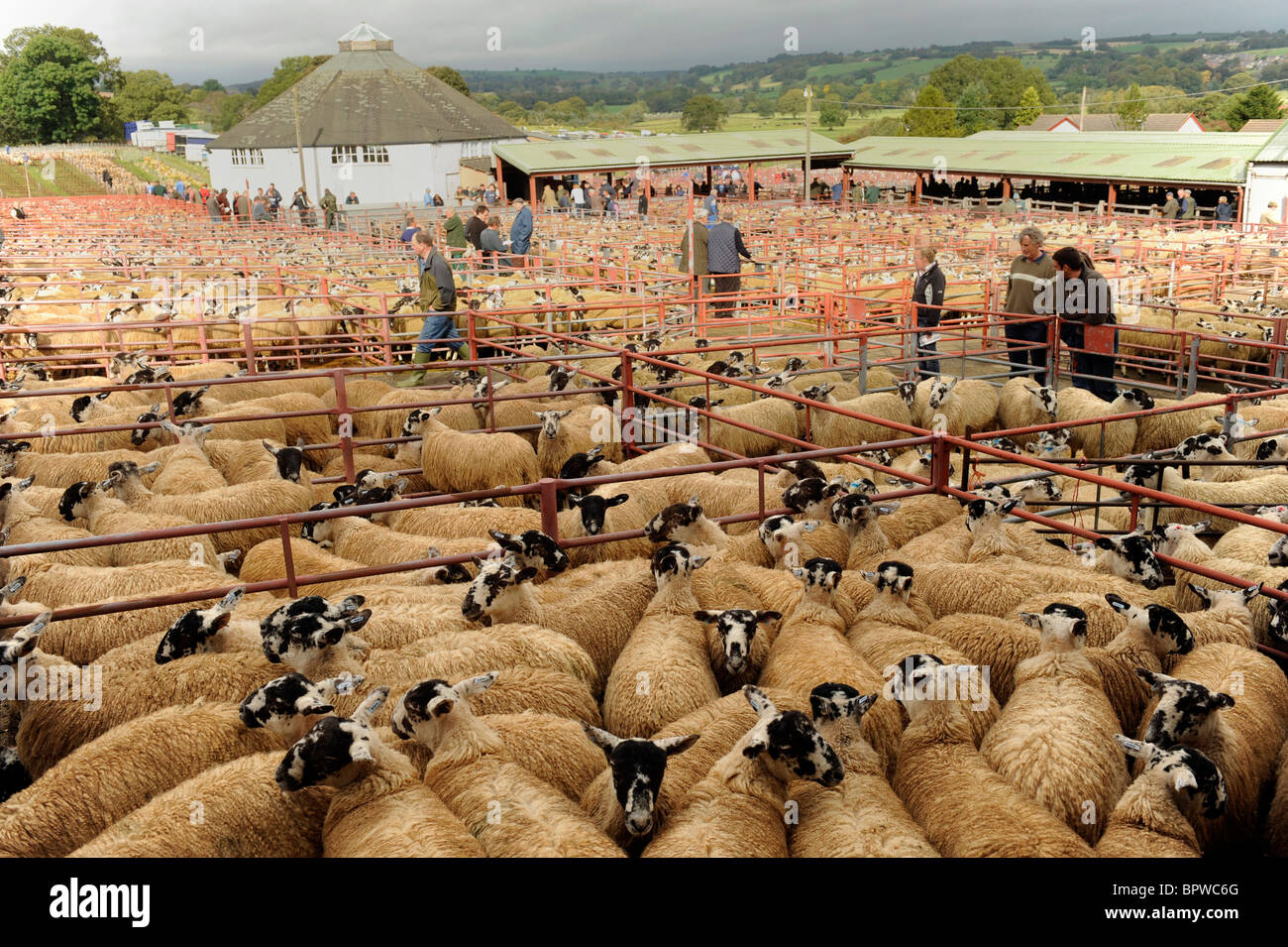 Alston Moor Tag bei Harrison und Hetherington Lazonby Mart, Cumbria. Ein Verkauf von 19.645 Maultier Gimmer Lämmer Stockfoto