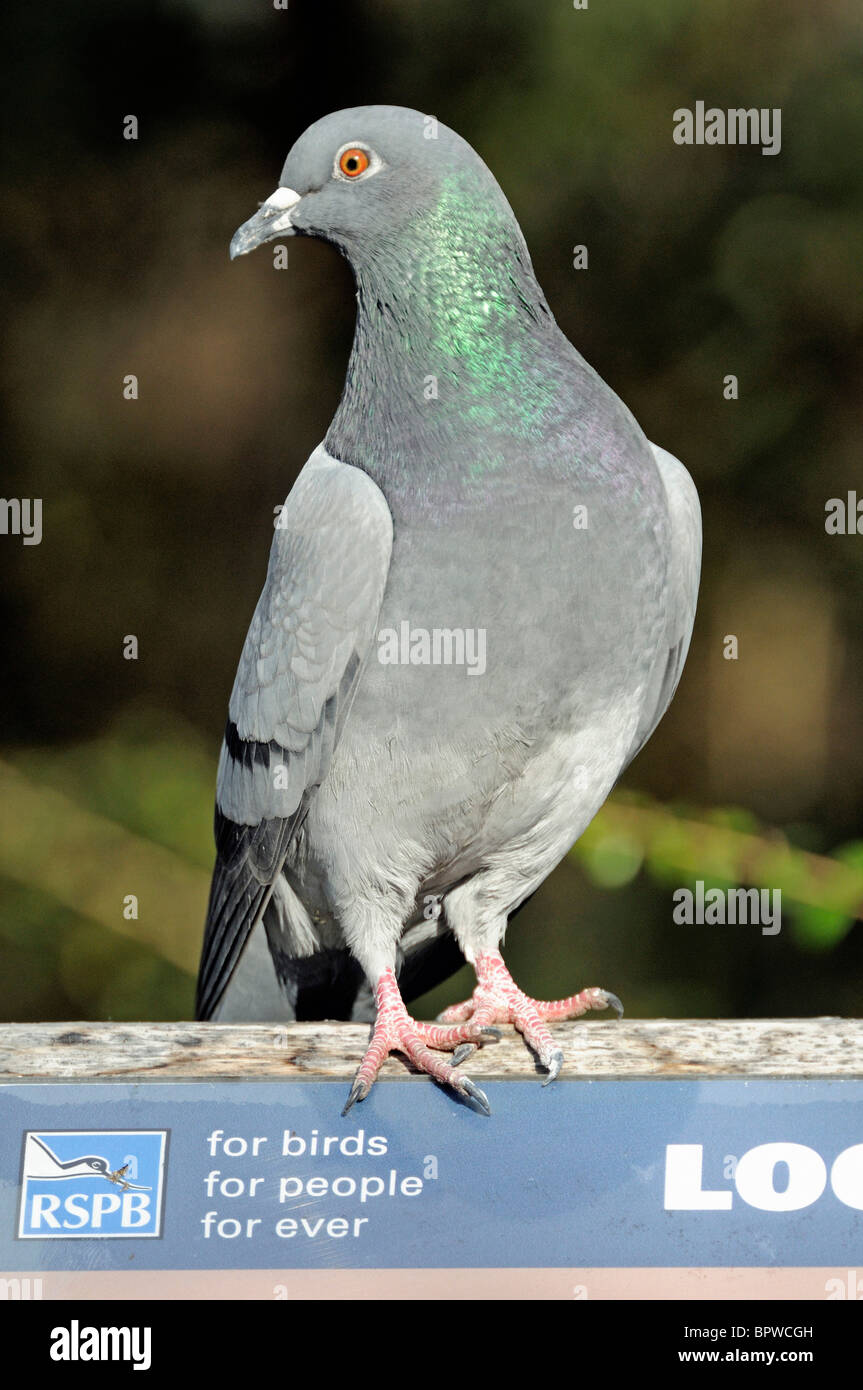 Columba Livia - wilde Taube auf RSPB Zeichen Stockfoto