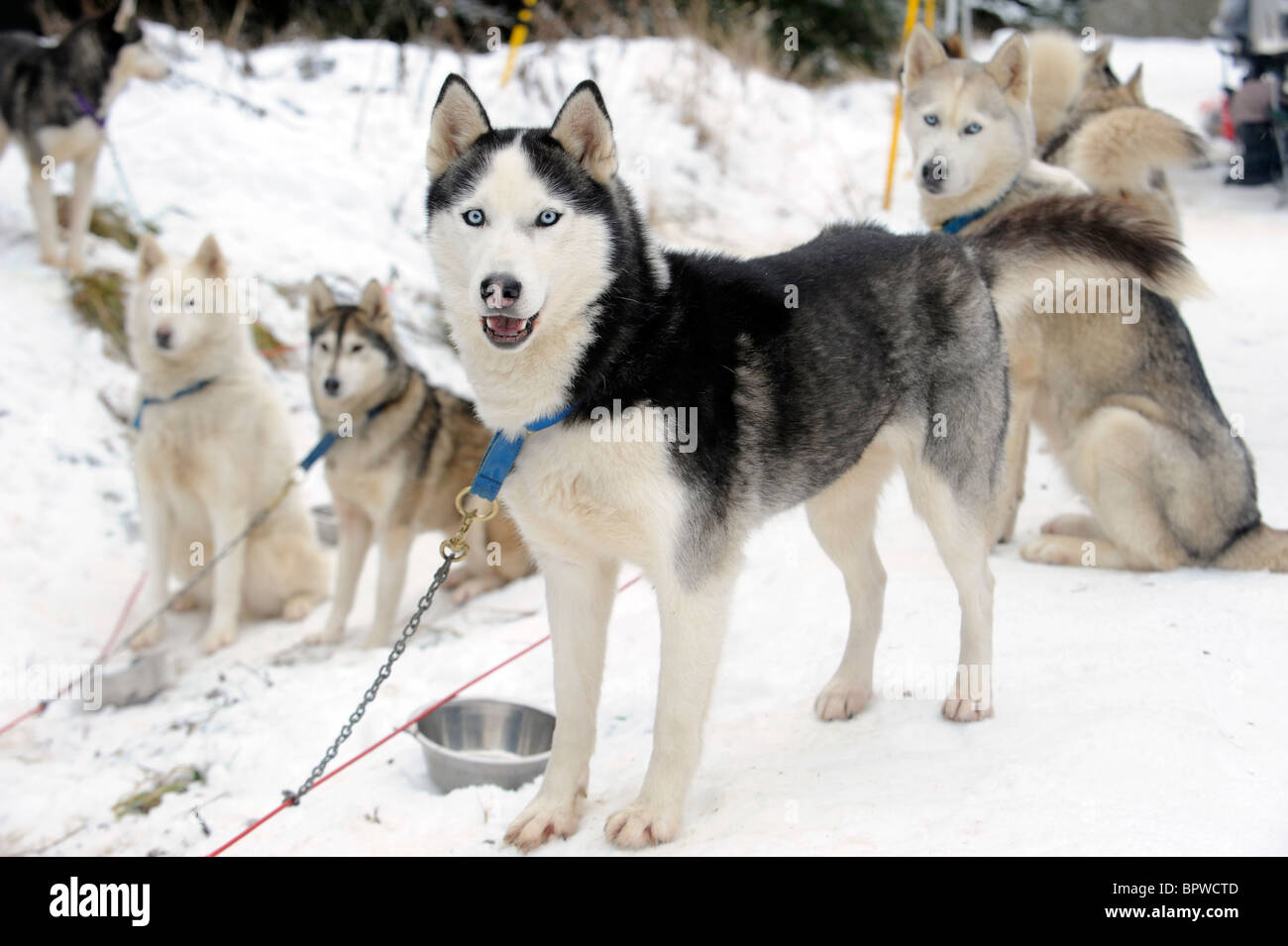 Ein Team von Alaskan Malamute Schlitten ziehen Hunde im Schnee Stockfoto