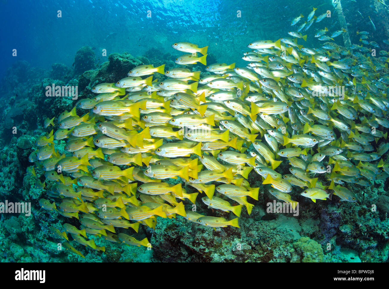 Eine große Schule von schwarzen Fleck Snapper, Lutjanus Fulviflammus über dem Riff schwimmen. Uepi, Salomonen Stockfoto