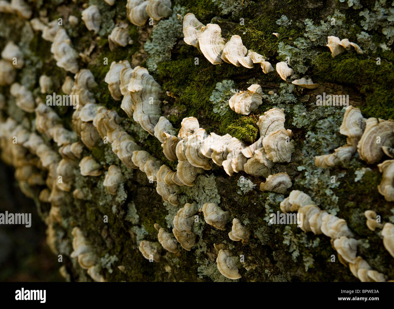 Wilde Pilze wachsen auf gefallenen Baumstamm - USA Stockfoto