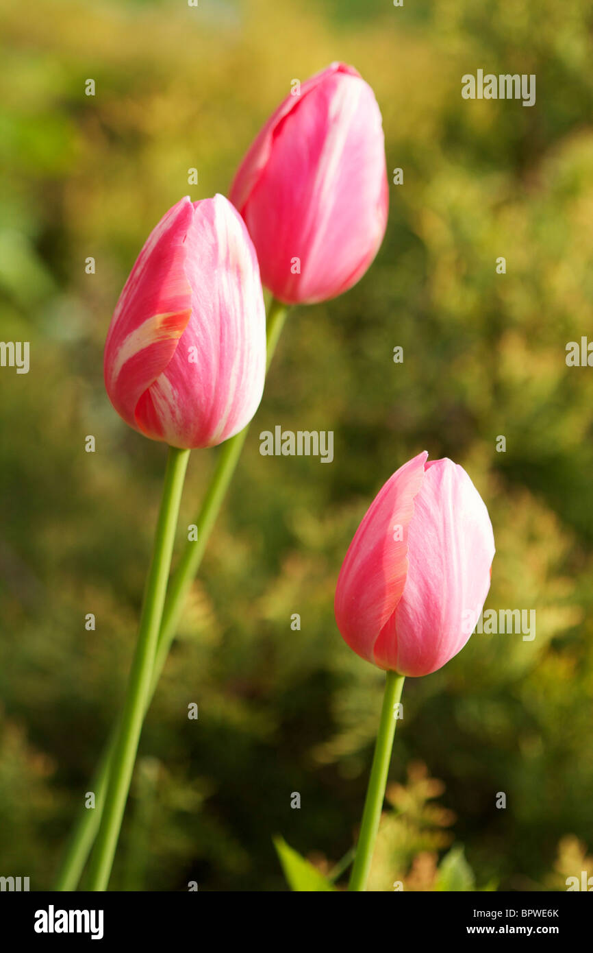Weiß-rosa Tulpe Blumen. Stockfoto