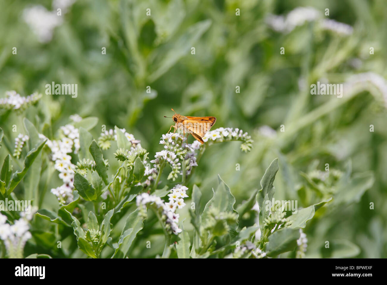 Feurige Skipper gehockt Wildblumen Stockfoto