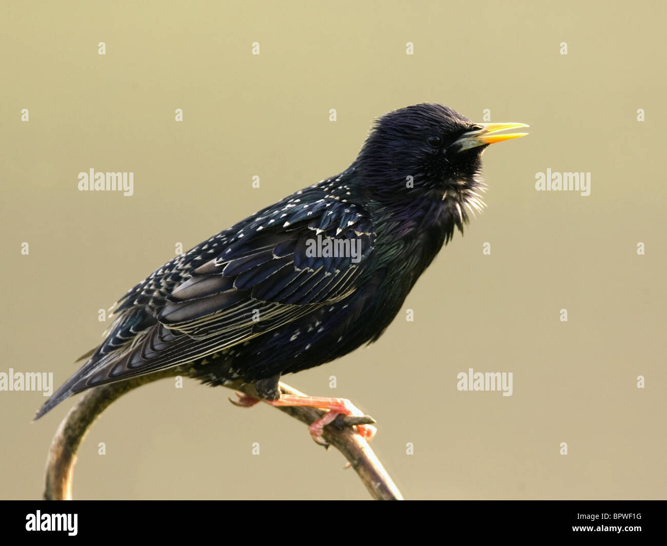 Gemeinsamen Starling thront auf Zweig, Federn angehoben Stockfoto
