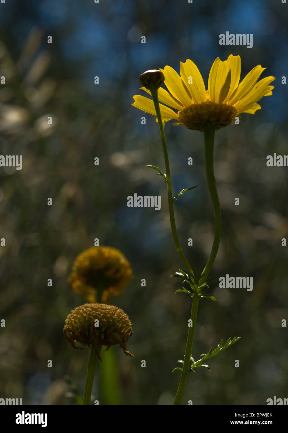 Anthemis Tinctoria, oder Golden Marguerite und gelbe Kamille. Zakynthos Island, Geece. Stockfoto