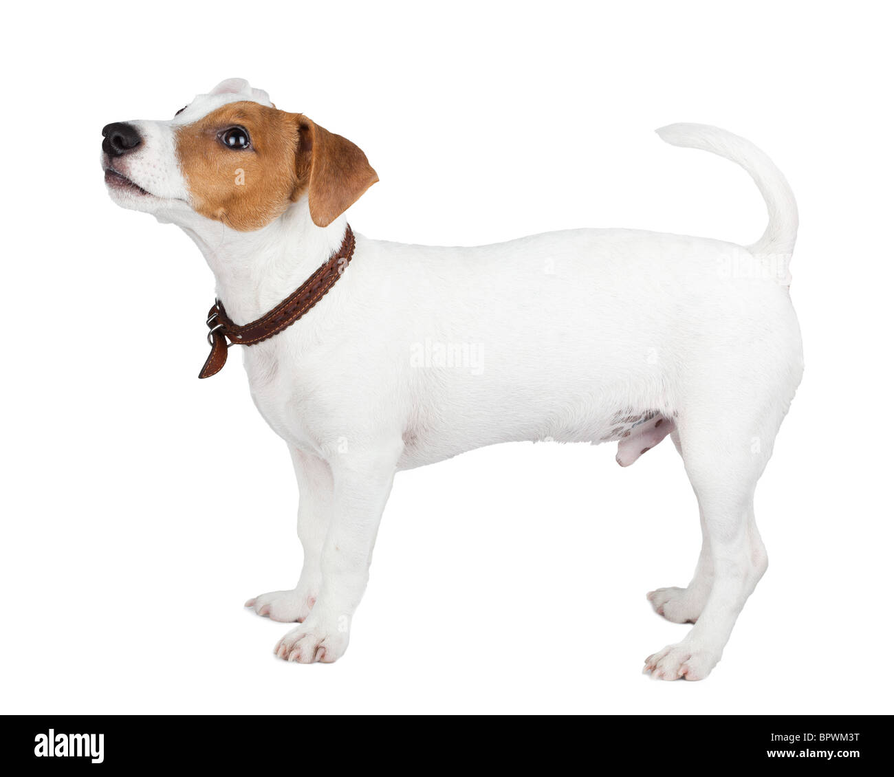 Welpen von einem Hund im Studio vor einem weißen Hintergrund. Eine Jack Russell Terrier ist ein Hund mit einem hohen Maß an Energie. Stockfoto