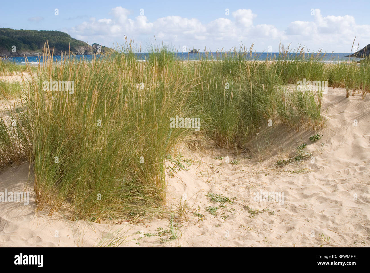 Europäische Dünengebieten Grass oder europäischen Strandhafer (Ammophila Arenaria) auf Sanddünen in Abrela Beach, Vicedo, Lugo, Galicien, Spanien. Stockfoto