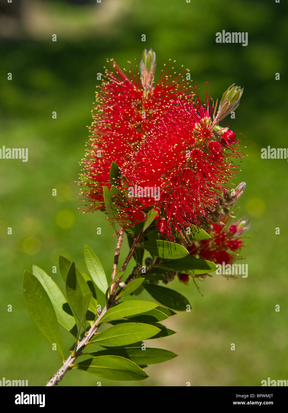 Bottlebrush (Zylinderputzer) Blüten und Knospen Stockfoto