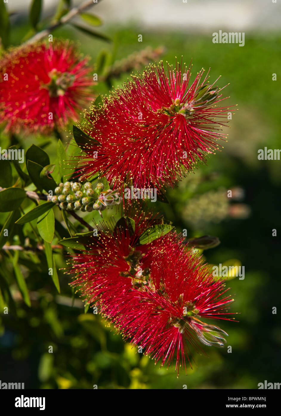 Bottlebrush (Zylinderputzer) Blüten und Knospen Stockfoto