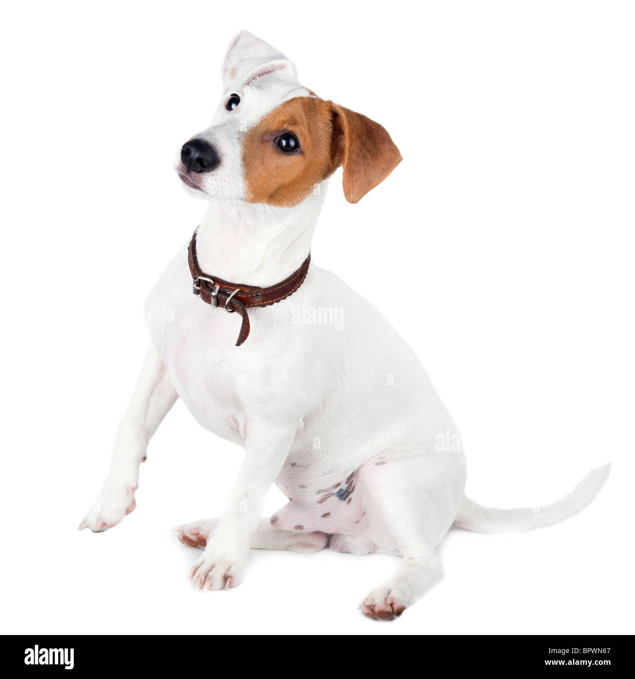 Welpen von einem Hund im Studio vor einem weißen Hintergrund. Eine Jack Russell Terrier ist ein Hund mit einem hohen Maß an Energie. Stockfoto