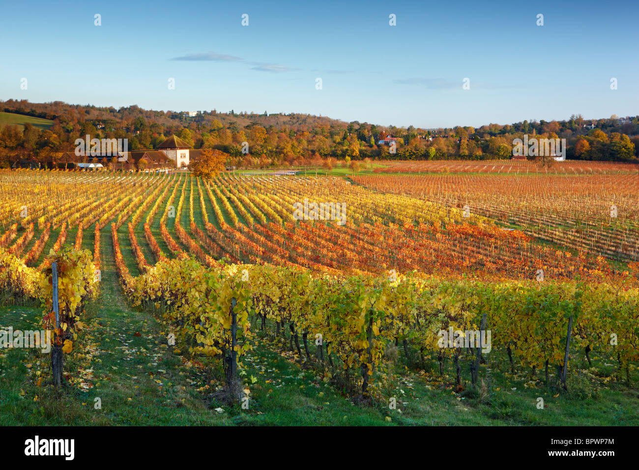 Herbstliche Reben - Denbies Wine Estate Stockfoto Herbstliche Reben - Denbies Wine Estate Stockfoto