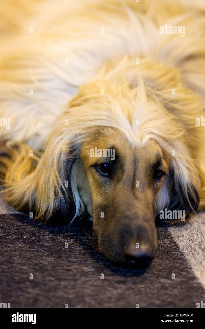 Afghanische Hund müde Stockfoto