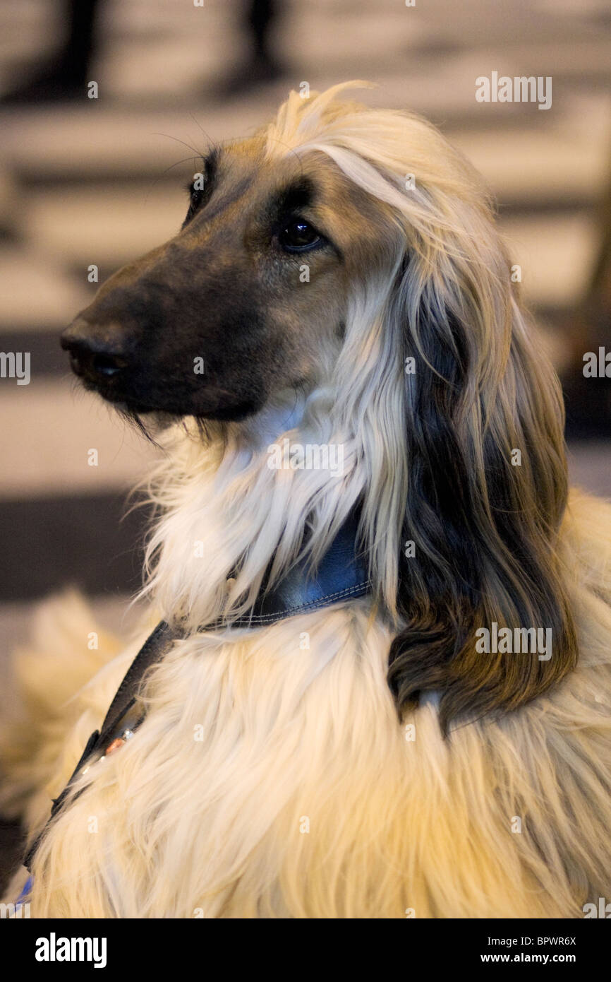 Stolzer afghanischen Hund Stockfoto